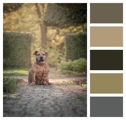 Staffordshire Bull Terrier Dog Pet Image